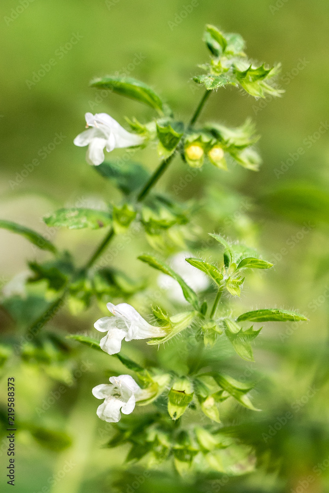 Closeup of Lemon Balm flowers (Melissa officinalis) Closeup of Lemon Balm flowers (Melissa officinalis)