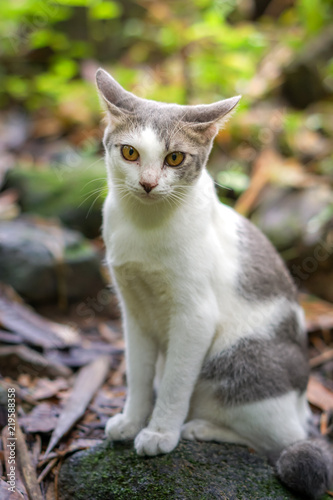 Cat pose portrait in forrest wild jungle © khobenz