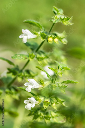 Closeup of Lemon Balm flowers (Melissa officinalis)