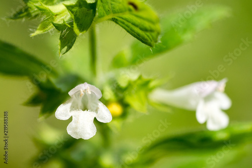 Closeup of Lemon Balm flowers (Melissa officinalis)