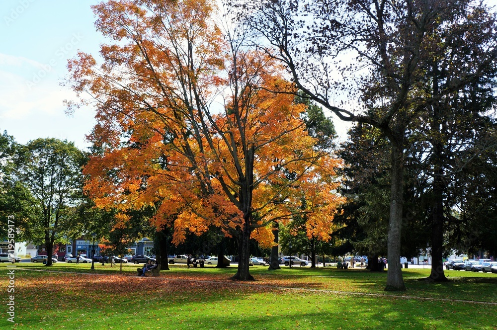 new england trees