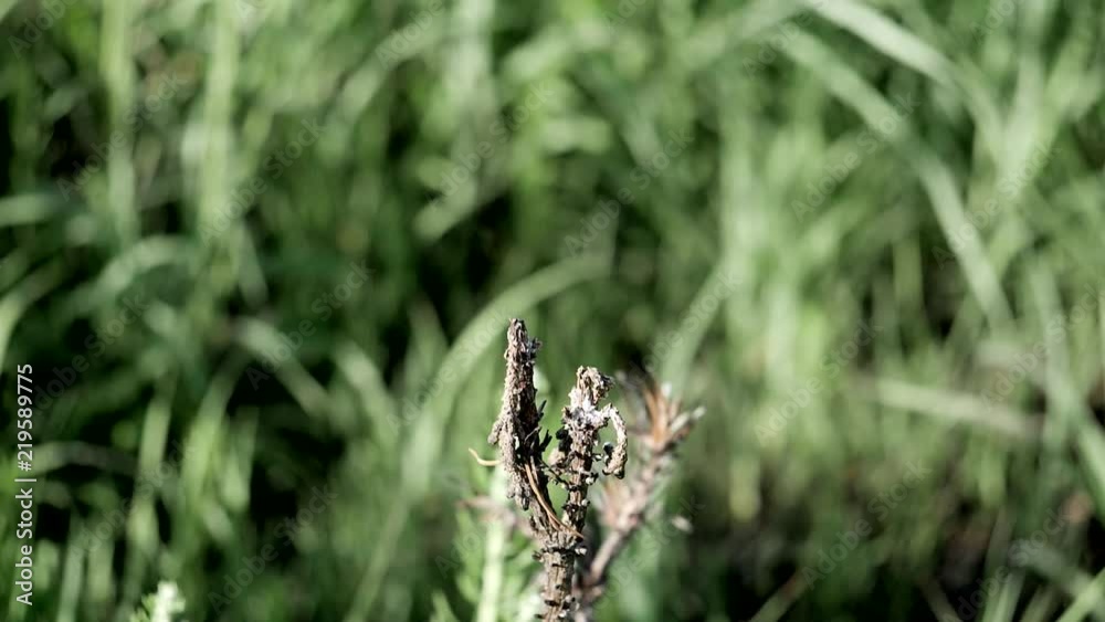 Dragonfly lands on a plant in slow motion.