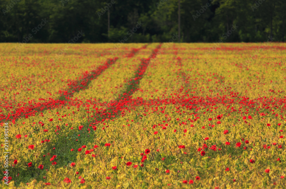 Field of cereals with poppies.