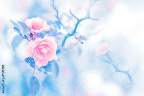 Beautiful pink roses with blue leaves in snow and frost in a winter park. Christmas artistic image. Selective and soft focus.