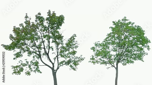 High quality 10bit footage of trees on the wind isolated on white background.  Perfect for compositing. Made from 14bit RAW
