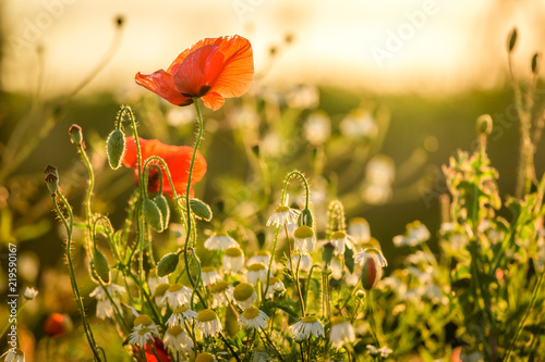 Closeup of red poppy seed in the field, Europe