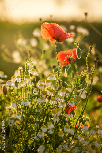 Fototapeta Naklejka Na Ścianę i Meble -  Poppy seed in the field at sunset, Poland