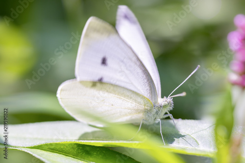 Obraz na plátně Pieris rapae - the small white - small cabbage white - Kleiner Kohlweissling res