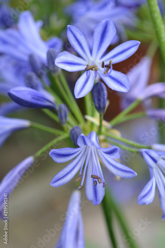 African lily Charlotte
