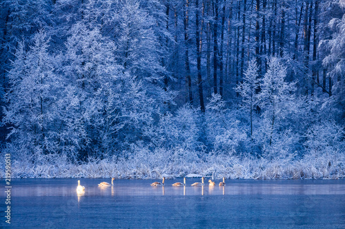 Swans on winter lake at sun...