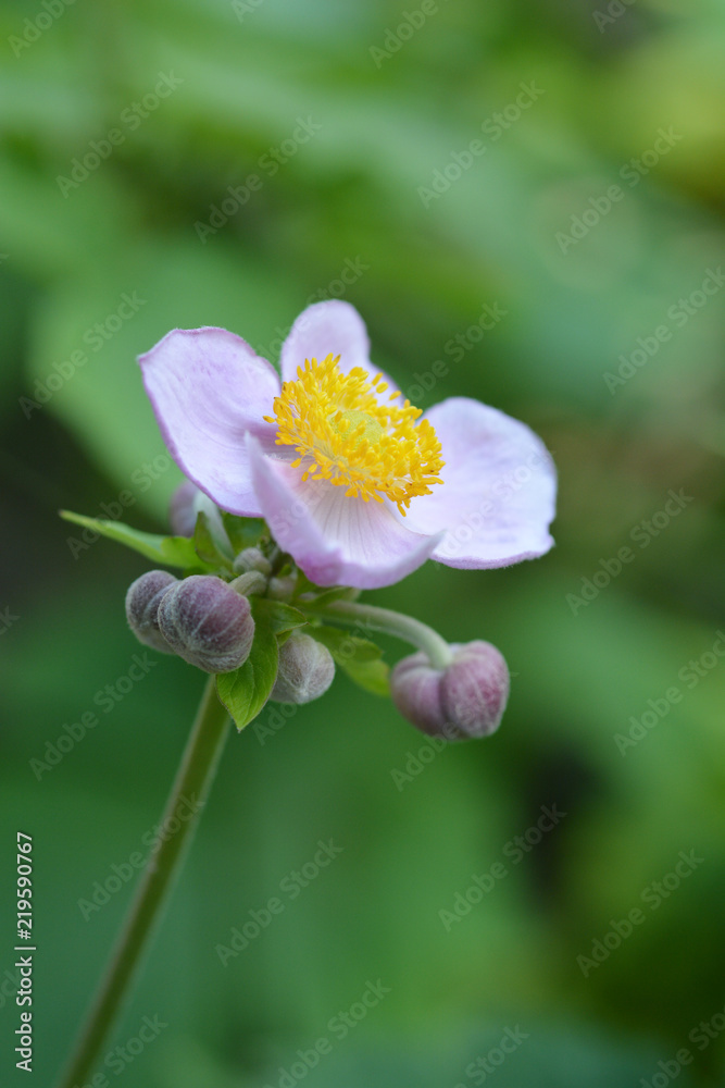 Obraz premium Japanese anemone