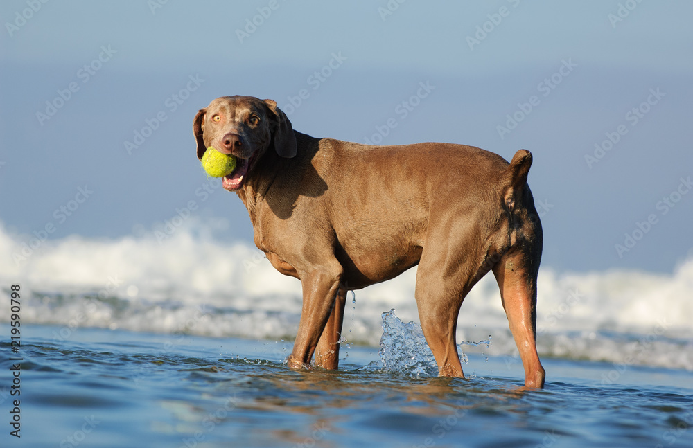 Weimaraner dog outdoor portrait standing in ocean water with ball