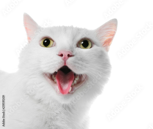 Cute cat on white background. Fluffy pet