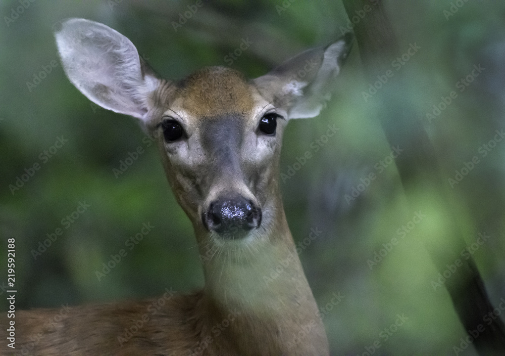 White-tailed deer in cover