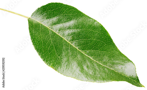 Pear green leaf isolated on white background with clipping path