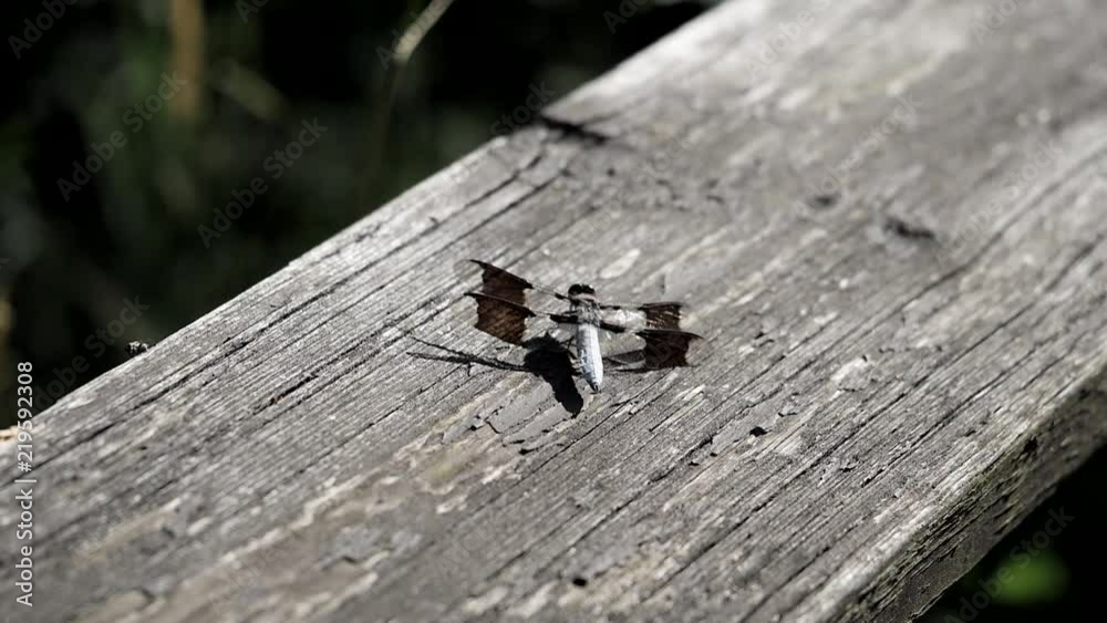 Dragonfly takes off in slow motion. Dragonfly takes off in slow motion.
