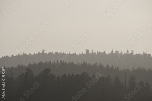 Photography Pacific coast forest