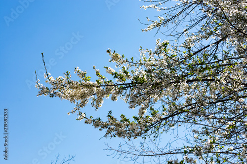 Ciruelo blanco brotando en primavera