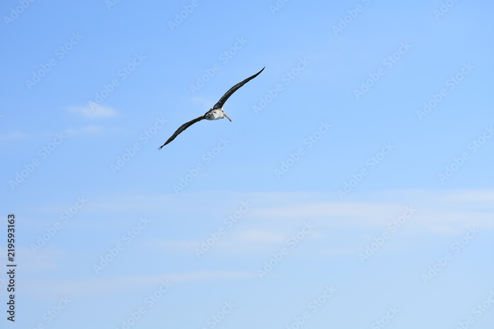 pelican_3 pelican_3