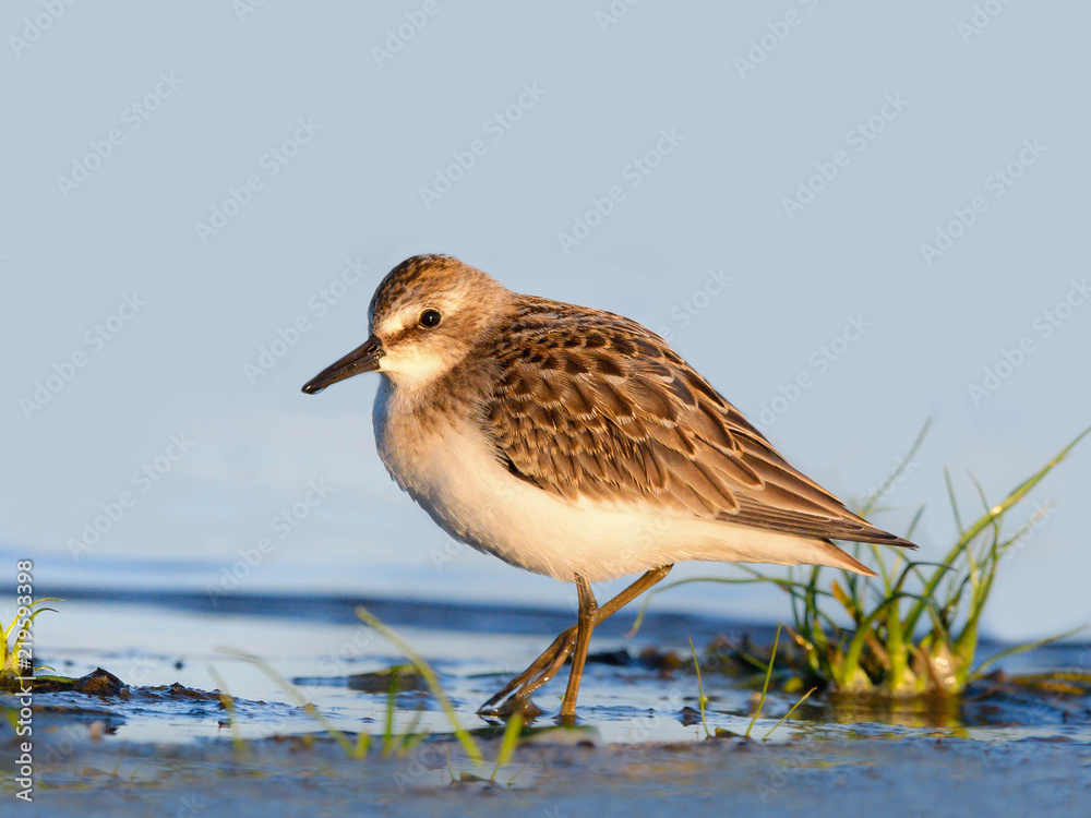 Least Sandpiper in Early Morning Light