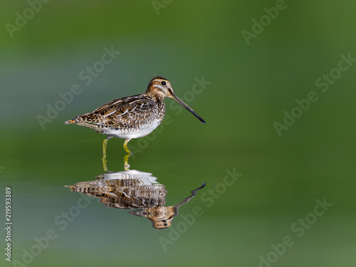 Fototapeta Wilson's Snipe with Reflection on Green Background