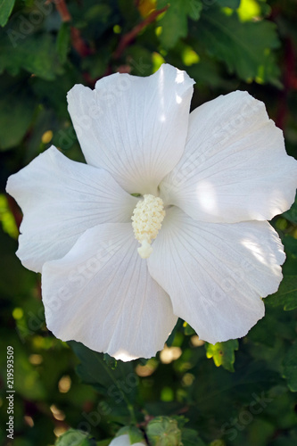 Weiße Hibiskusblüte