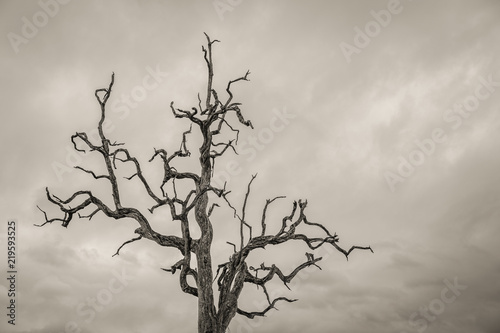 Dead Tree with Twisted Branches Against an Ominous Sky