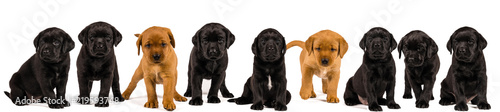 Banner with lblack and blonde abrador retriever puppy s  isolated on white background