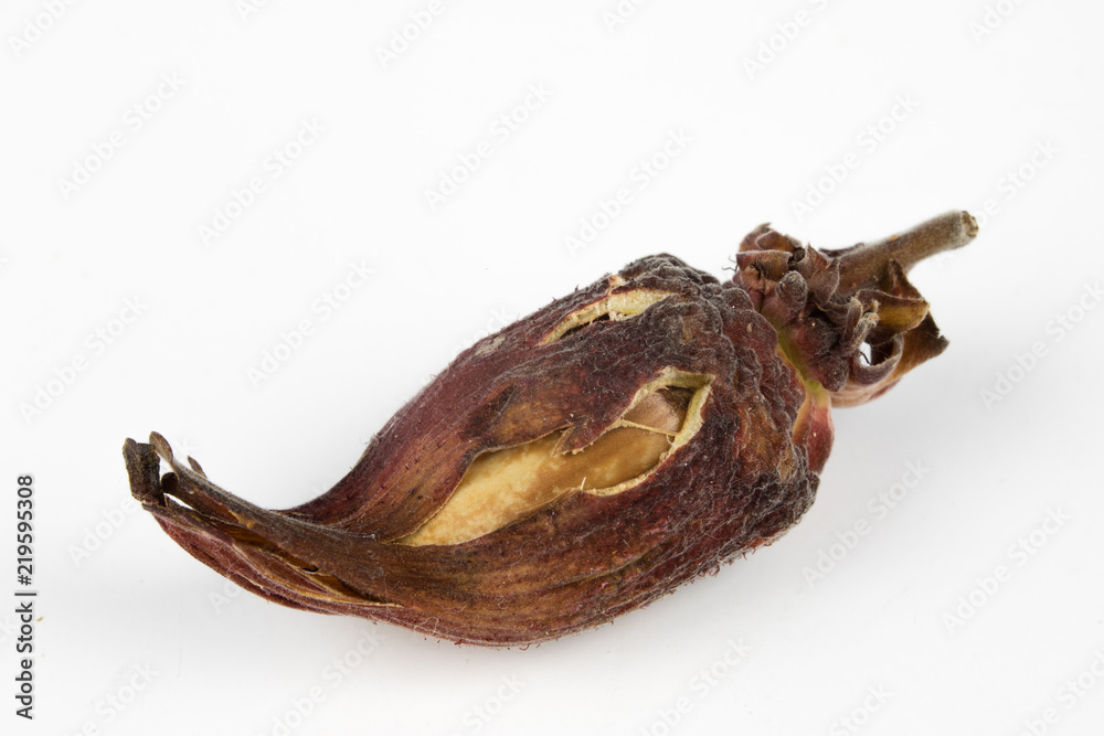 Fototapeta premium Hazelnuts in shell on a kitchen table. Hazel fruit as an addition to kitchen dishes.