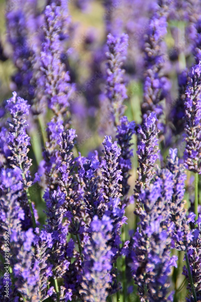 Fototapeta premium spighe fiorite di lavanda