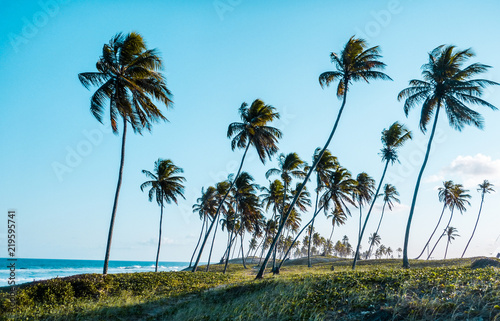 beach, ocean, meditation, Arembepe Brazil