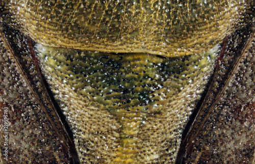 Extreme macro photo of Dolycoris baccarum bug.