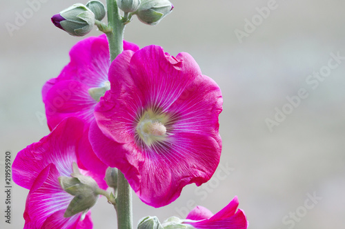 Single beautiful malva flower. Selective focus. photo