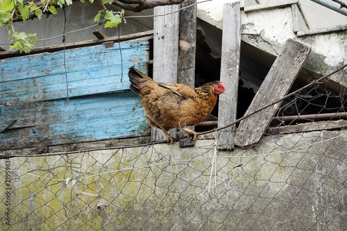 A rooster in the village house wall