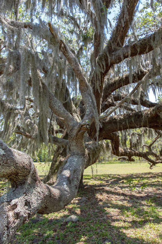 Live Oak Tree, Cumberland Island, Georgia Live Oak Tree, Cumberland Island, Georgia
