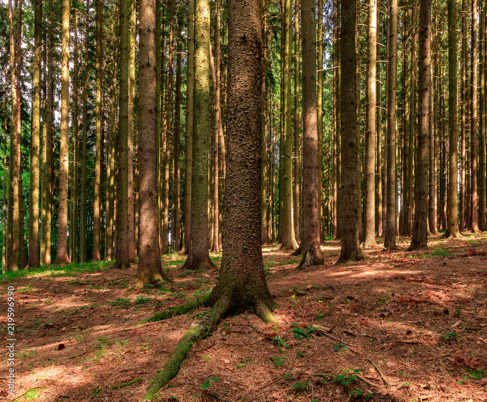 Obraz premium Beautiful summer forest scene, Czech Republic. Typical trees in local forests lighted by the sun during a summer day providing contrast in the scene. The scenery provides a calm and peaceful mood.