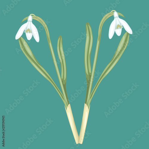White snowdrop blossoms. Stock illustration. Isolated image on blue background. 