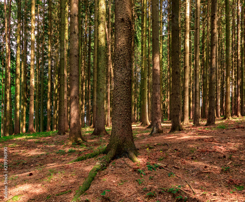 Fototapeta Naklejka Na Ścianę i Meble -  Beautiful summer forest scene, Czech Republic. Typical trees in local forests lighted by the sun during a summer day providing contrast in the scene. The scenery provides a calm and peaceful mood.