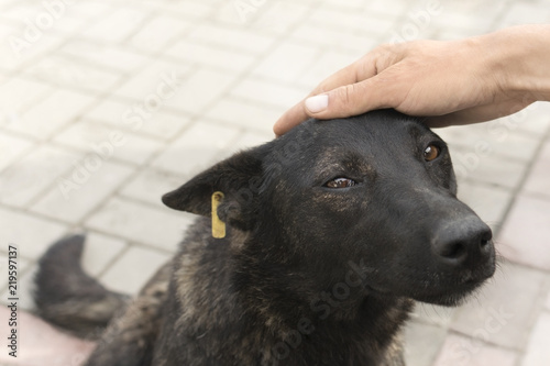  a man strokes a street dog with an expressive look