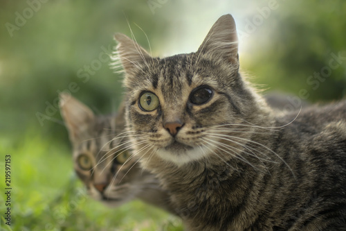 one-eyed cat with an expressive look