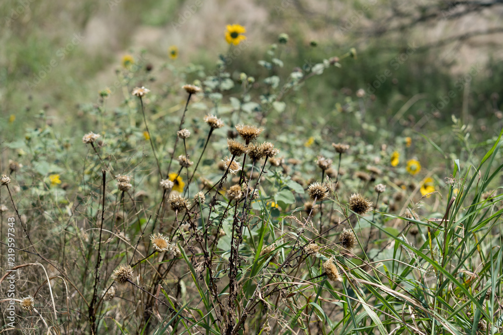 Dry grass and dried flowers on a background of green grass and yellow flowers on a sunny day in the Dallas park Dry grass and dried flowers on a background of green grass and yellow flowers on a sunny day in the Dallas park