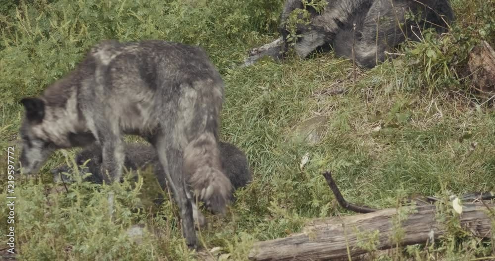 4K Cinematic Pack of Wild Wolves. Shot at a wildlife reserve on Leica Cinema lenses. 4K Cinematic Pack of Wild Wolves. Shot at a wildlife reserve on Leica Cinema lenses.