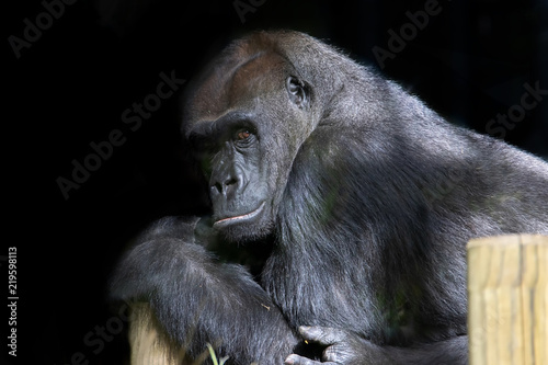 Gorilla © Marlene