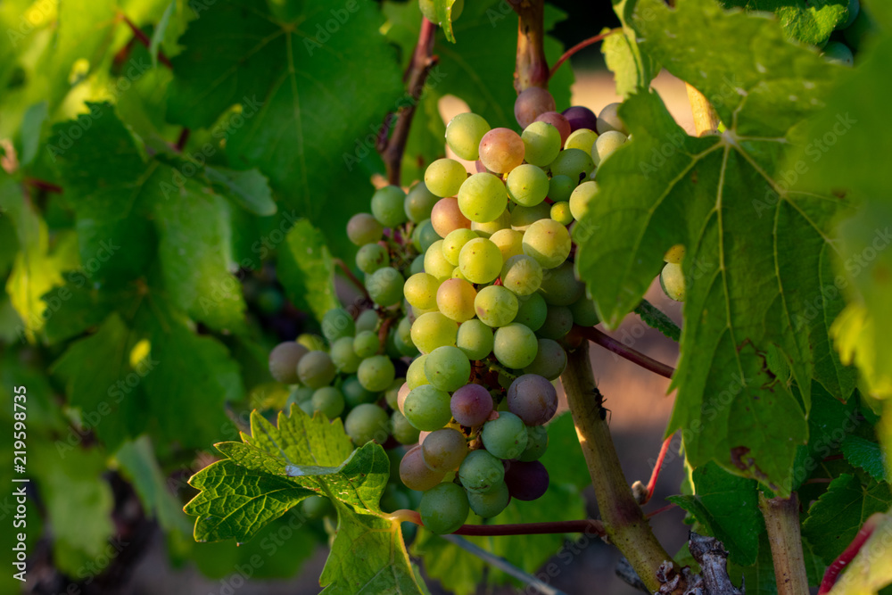 A close up look at a cluster of winegrapes on the vine, some green and some ripening, in summer in an Oregon vineyard. A close up look at a cluster of winegrapes on the vine, some green and some ripening, in summer in an Oregon vineyard.