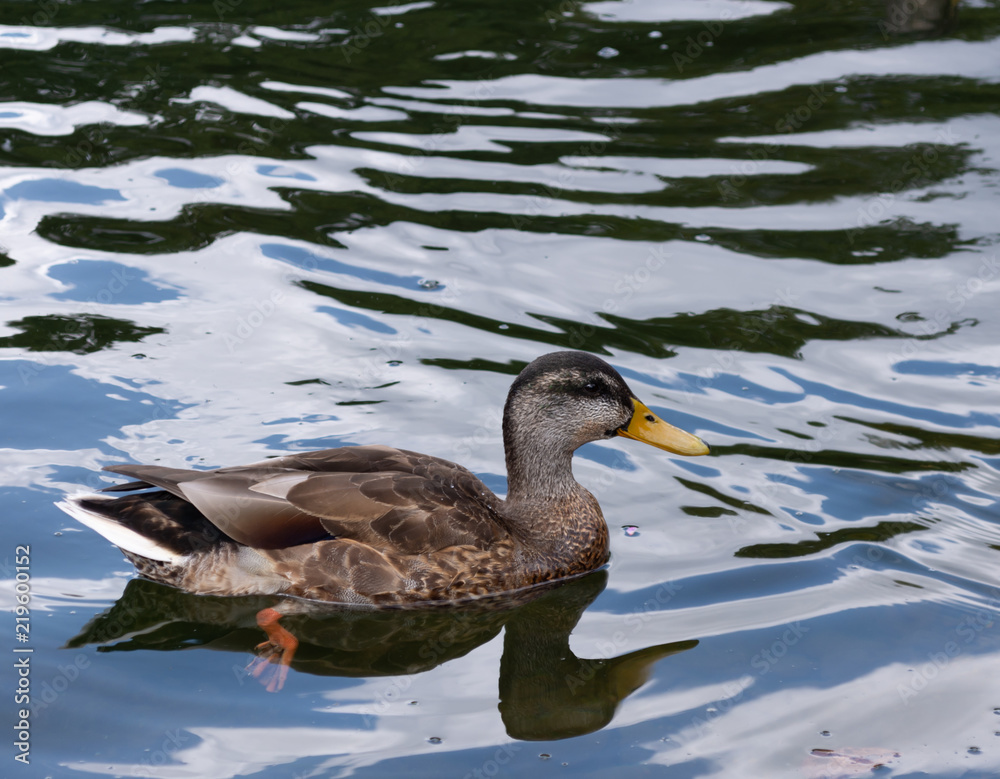 Duck sitting on water with legs visible Duck sitting on water with legs visible