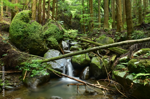        kokeiwa  Moss Rock