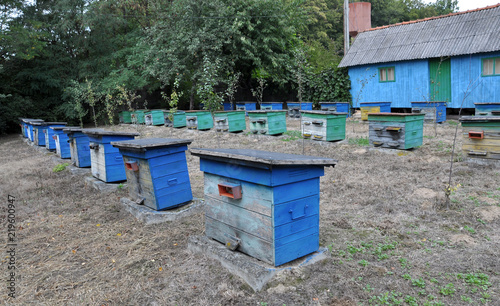 Stationary apiary in the forest