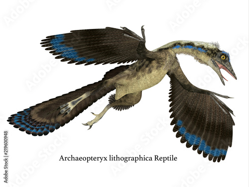 Archaeopteryx Reptile in Flight - Archaeopteryx was a carnivorous Pterosaur reptile that lived in Germany during the Jurassic Period. photo