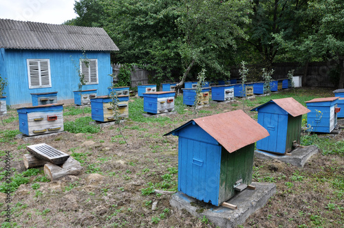 Stationary apiary in the forest