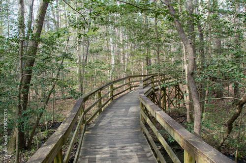 Boardwalk over Swamp.Congaree National Park